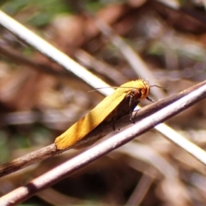 Plectobela undescribed species at Cook, ACT - 3 Mar 2024 10:19 AM