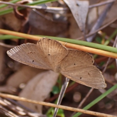 Casbia pallens (Pale Casbia) at Cook, ACT - 2 Mar 2024 by CathB