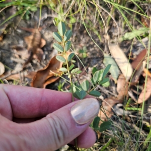 Indigofera australis subsp. australis at QPRC LGA - 5 Mar 2024