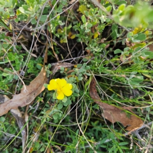 Hibbertia obtusifolia at QPRC LGA - 5 Mar 2024 05:34 PM