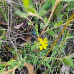 Hibbertia obtusifolia at QPRC LGA - 5 Mar 2024 05:34 PM