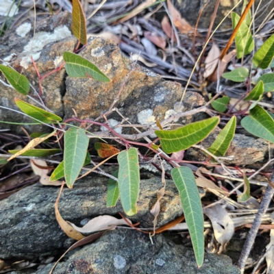 Hardenbergia violacea (False Sarsaparilla) at QPRC LGA - 5 Mar 2024 by Csteele4