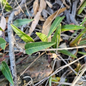 Hardenbergia violacea at QPRC LGA - 5 Mar 2024