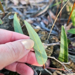 Hardenbergia violacea at QPRC LGA - 5 Mar 2024