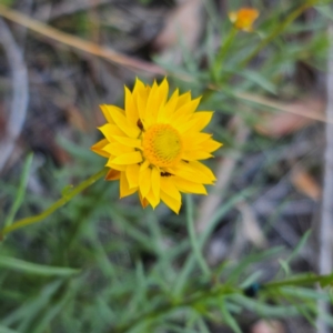 Xerochrysum viscosum at QPRC LGA - 5 Mar 2024 05:41 PM