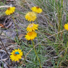 Xerochrysum viscosum at QPRC LGA - 5 Mar 2024 05:41 PM