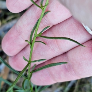 Xerochrysum viscosum at QPRC LGA - 5 Mar 2024