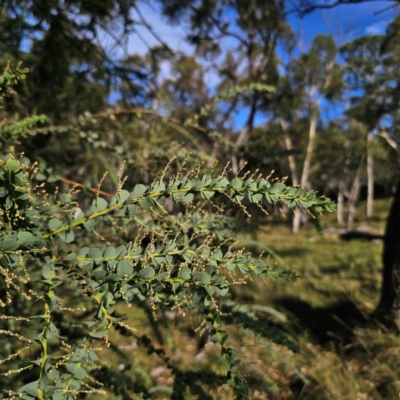 Acacia pravissima (Wedge-leaved Wattle, Ovens Wattle) at QPRC LGA - 5 Mar 2024 by Csteele4