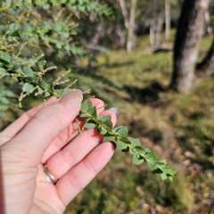 Acacia pravissima at QPRC LGA - 5 Mar 2024