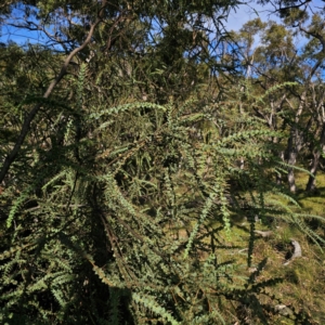 Acacia pravissima at QPRC LGA - 5 Mar 2024