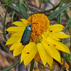 Pollanisus (genus) (A Forester Moth) at QPRC LGA - 5 Mar 2024 by Csteele4