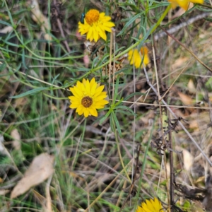 Xerochrysum viscosum at QPRC LGA - 5 Mar 2024