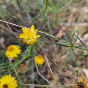 Xerochrysum viscosum at QPRC LGA - 5 Mar 2024