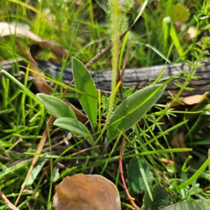 Plantago varia at QPRC LGA - 5 Mar 2024 05:05 PM