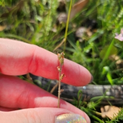 Plantago varia at QPRC LGA - 5 Mar 2024 05:05 PM