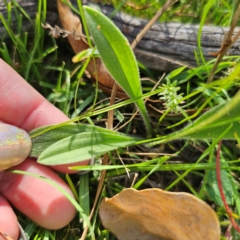 Plantago varia at QPRC LGA - 5 Mar 2024 05:05 PM