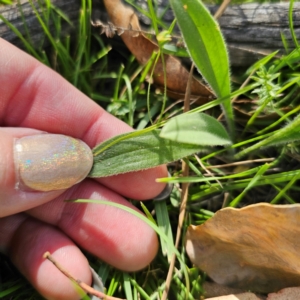 Plantago varia at QPRC LGA - 5 Mar 2024 05:05 PM