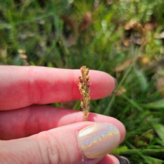 Plantago varia at QPRC LGA - 5 Mar 2024 05:05 PM