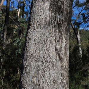 Eucalyptus bridgesiana at QPRC LGA - 5 Mar 2024 05:03 PM