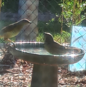 Ptilonorhynchus violaceus at Giralang, ACT - 5 Mar 2024