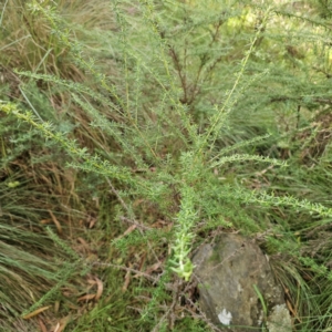 Cassinia aculeata subsp. aculeata at QPRC LGA - 5 Mar 2024