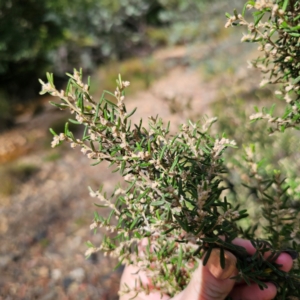 Pomaderris angustifolia at QPRC LGA - 5 Mar 2024