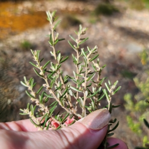 Pomaderris angustifolia at QPRC LGA - 5 Mar 2024