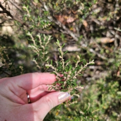 Pomaderris angustifolia at QPRC LGA - 5 Mar 2024