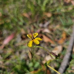 Velleia paradoxa (Spur Velleia) at QPRC LGA - 5 Mar 2024 by Csteele4