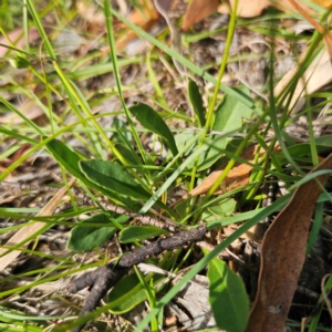 Velleia paradoxa at QPRC LGA - 5 Mar 2024