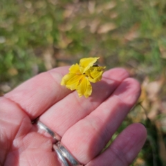 Velleia paradoxa at QPRC LGA - 5 Mar 2024