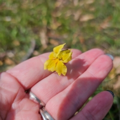 Velleia paradoxa at QPRC LGA - 5 Mar 2024