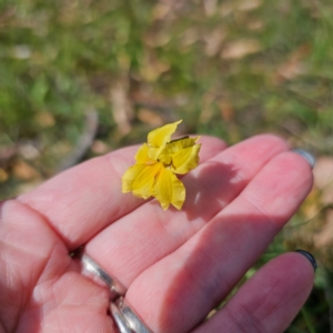 Velleia paradoxa at QPRC LGA - 5 Mar 2024