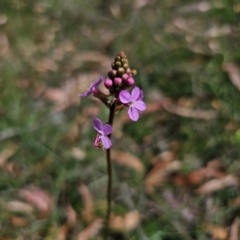 Stylidium graminifolium (Grass Triggerplant) at QPRC LGA - 5 Mar 2024 by Csteele4