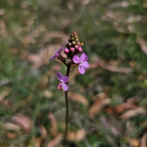 Stylidium graminifolium at QPRC LGA - 5 Mar 2024 04:19 PM