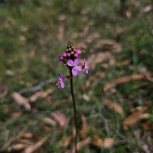 Stylidium graminifolium at QPRC LGA - 5 Mar 2024 04:19 PM