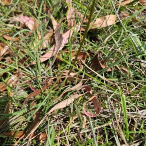 Stylidium graminifolium at QPRC LGA - 5 Mar 2024