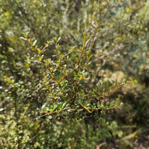 Bursaria spinosa subsp. lasiophylla at QPRC LGA - 5 Mar 2024 04:16 PM