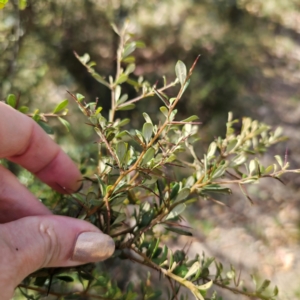 Bursaria spinosa subsp. lasiophylla at QPRC LGA - 5 Mar 2024