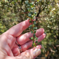 Bursaria spinosa subsp. lasiophylla at QPRC LGA - 5 Mar 2024