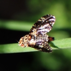 Austrotephritis sp. (genus) at Mount Painter - 3 Mar 2024