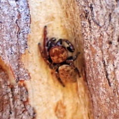 Unidentified Spider (Araneae) at Cook, ACT - 2 Mar 2024 by CathB