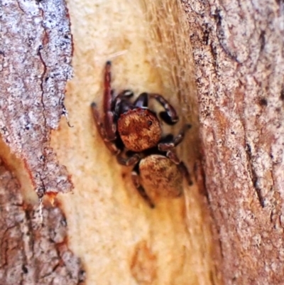 Unverified Spider at Cook, ACT - 3 Mar 2024 by CathB