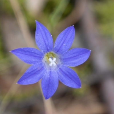 Wahlenbergia stricta subsp. stricta (Tall Bluebell) at Namadgi National Park - 28 Feb 2024 by SWishart