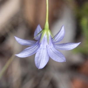 Wahlenbergia stricta subsp. stricta at Namadgi National Park - 28 Feb 2024