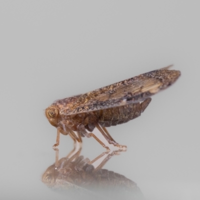 Scolypopa australis (Passionvine hopper, Fluffy bum) at QPRC LGA - 4 Mar 2024 by MarkT