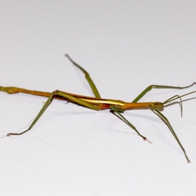 Didymuria violescens (Spur-legged stick insect) at Penrose - 5 Mar 2024 by Aussiegall