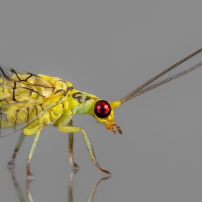 Italochrysa insignis (A Green Lacewing) at QPRC LGA - 4 Mar 2024 by MarkT