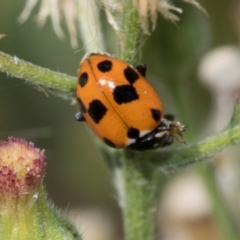 Hippodamia variegata (Spotted Amber Ladybird) at Lake Burley Griffin West - 4 Mar 2024 by AlisonMilton