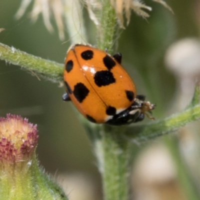 Hippodamia variegata (Spotted Amber Ladybird) at Parkes, ACT - 5 Mar 2024 by AlisonMilton